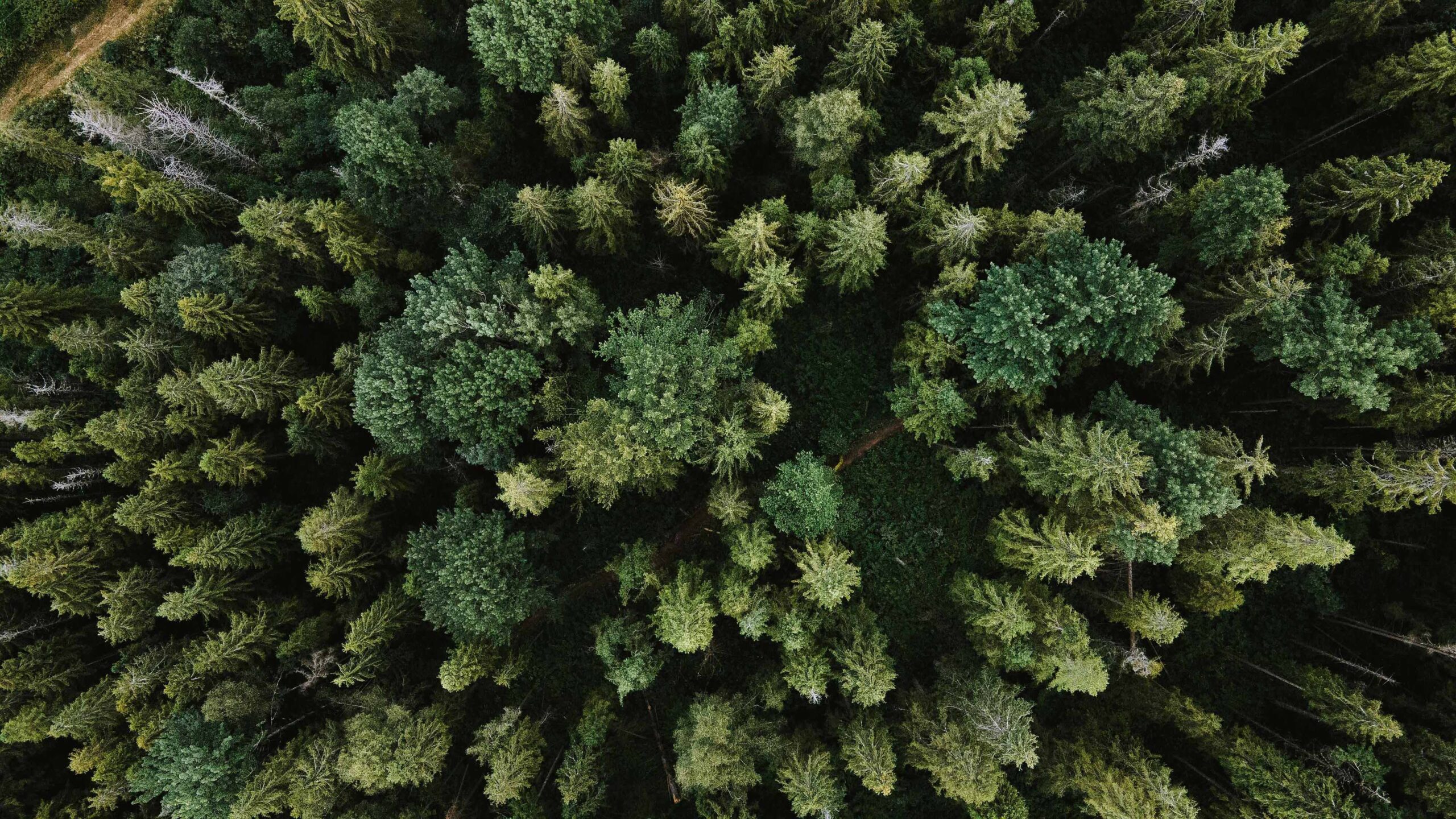 bosco - ecocase - dic