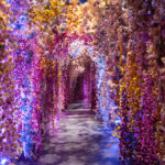 flowers-roma-052025