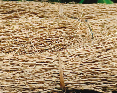 gli-isolamenti-di-origine-vegetale-fibra-di-kenaf