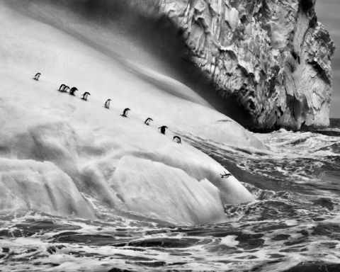 sebastiao-salgado-ghiacciai