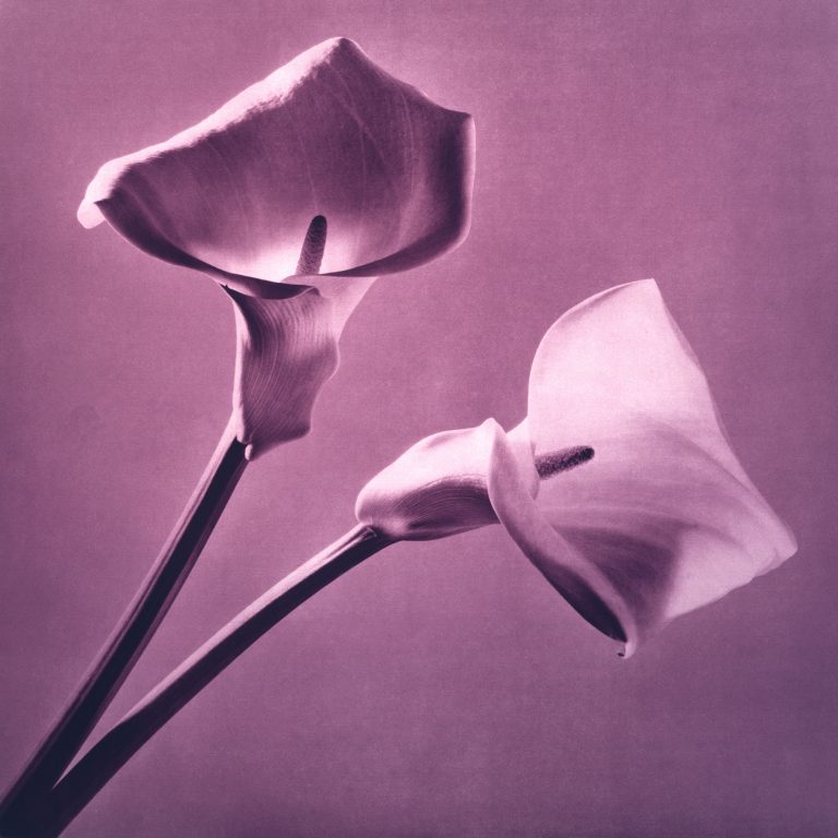 robert-mapplethorpe-le-forme-del-classico