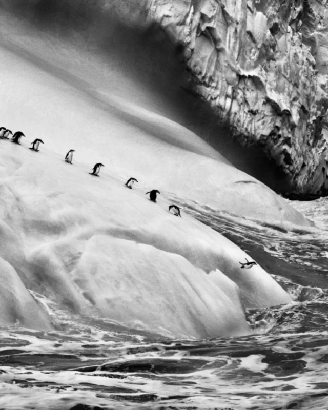 Una mostra-manifesto, fra Trento e Rovereto, che invita a riflettere sul rispetto dell’ambiente, accompagnati dagli scatti di Sebastião Salgado

Con “Ghiacciai”, il progetto concepito nella doppia sede del Mart di Rovereto e del MUSE di Trento, il grande fotografo brasiliano, morto lo scorso 23 maggio, cattura la bellezza mozzafiato delle masse glaciali in una galleria di immagini esclusive, in gran parte inedite.

🗓️ Fino al 21 settembre 2025 - MART Rovereto 
🗓️ Fino all’11 gennaio 2026 - MUSE Trento

Scopri di più su DENTROCASA in edicola e online.
.
.
.
#DENTROCASA #interiormagazine #designmagazine #artmagazine #architecture #architecturelovers #rivistainteriordesign #interiordesignissues #interiorrenovation #interior_and_living #interiorphotos #interiorproject #designhome #homeinterior #coverstory #interiordesignmagazine